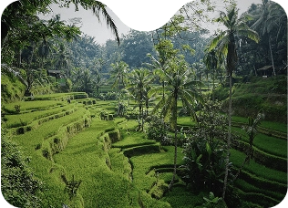 Bali