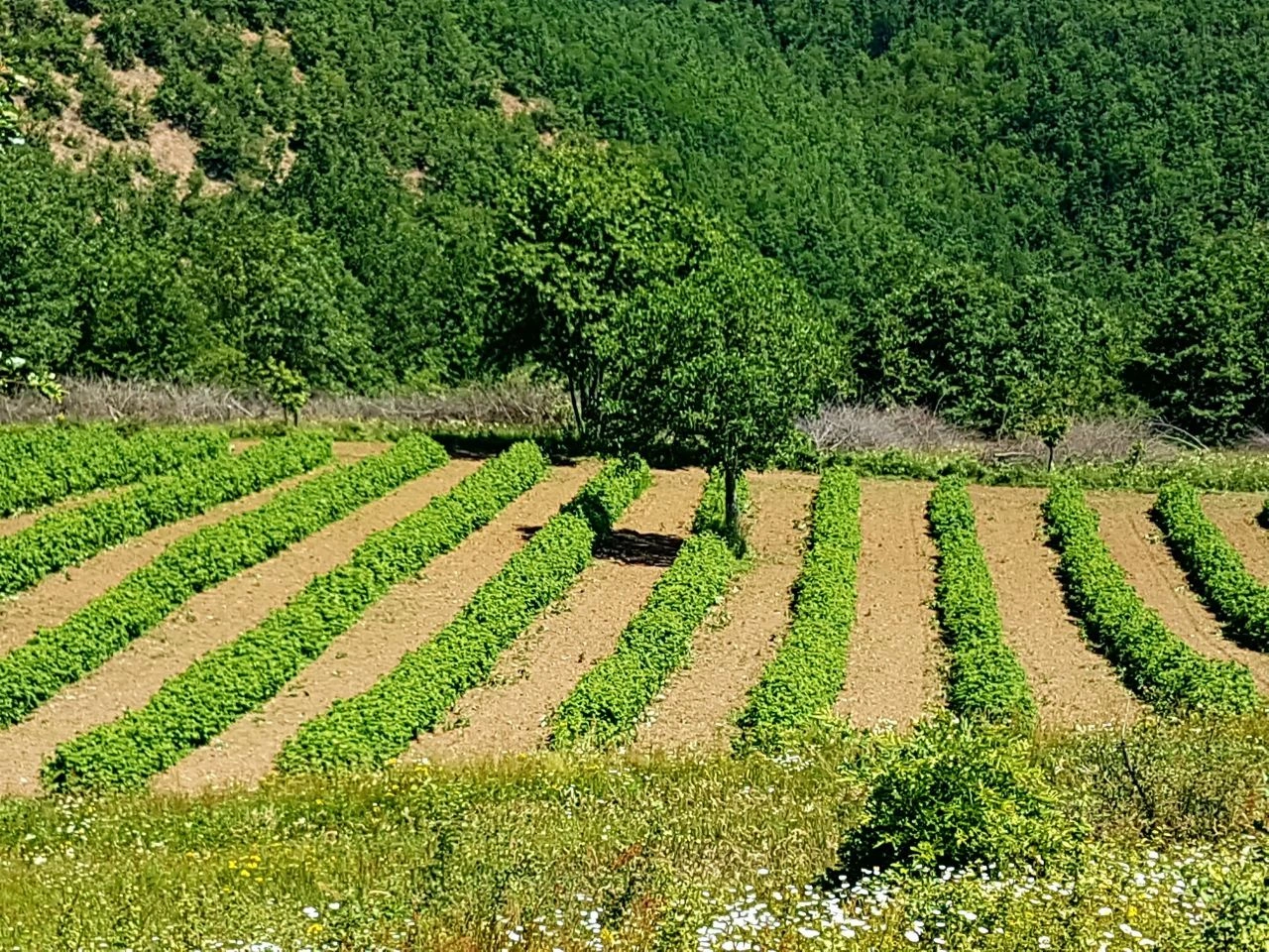 Участок для сельского хозяйства в Медведье, Сербия