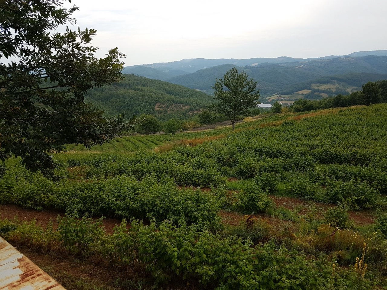 Участок для сельского хозяйства в Медведье, Сербия