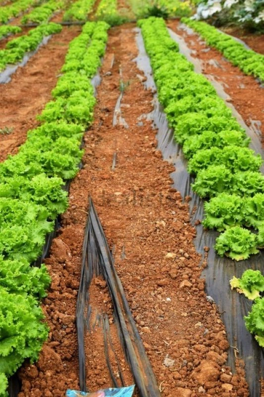 Купите виллу для сельского туризма 5+1 в Алгарве, Португалия