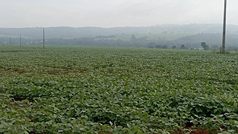 Эффективная ферма / ранчо / виноградник 3000000 m2 в Салвадоре, Бразилия