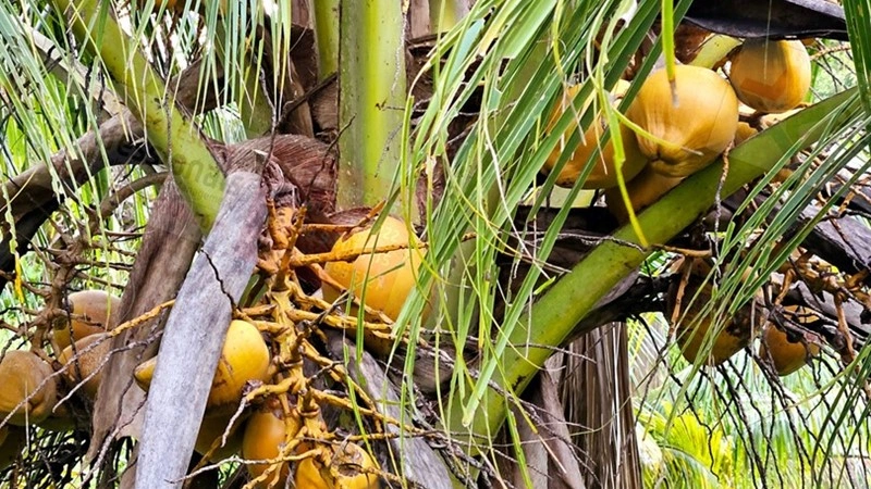 Функциональная ферма/ранчо/виноградник 2069 m2 в Савусаву, Фиджи