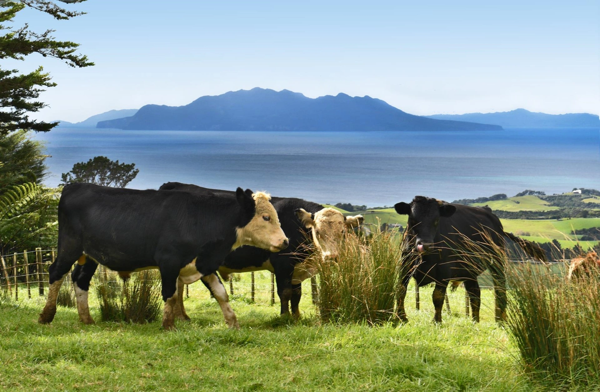 Престижная ферма в Окленде, Новая Зеландия