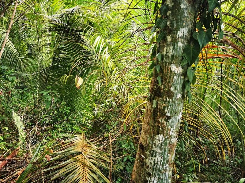 Большой участок площадью 13 000 м² в Рио-Дульсе, Гватемала