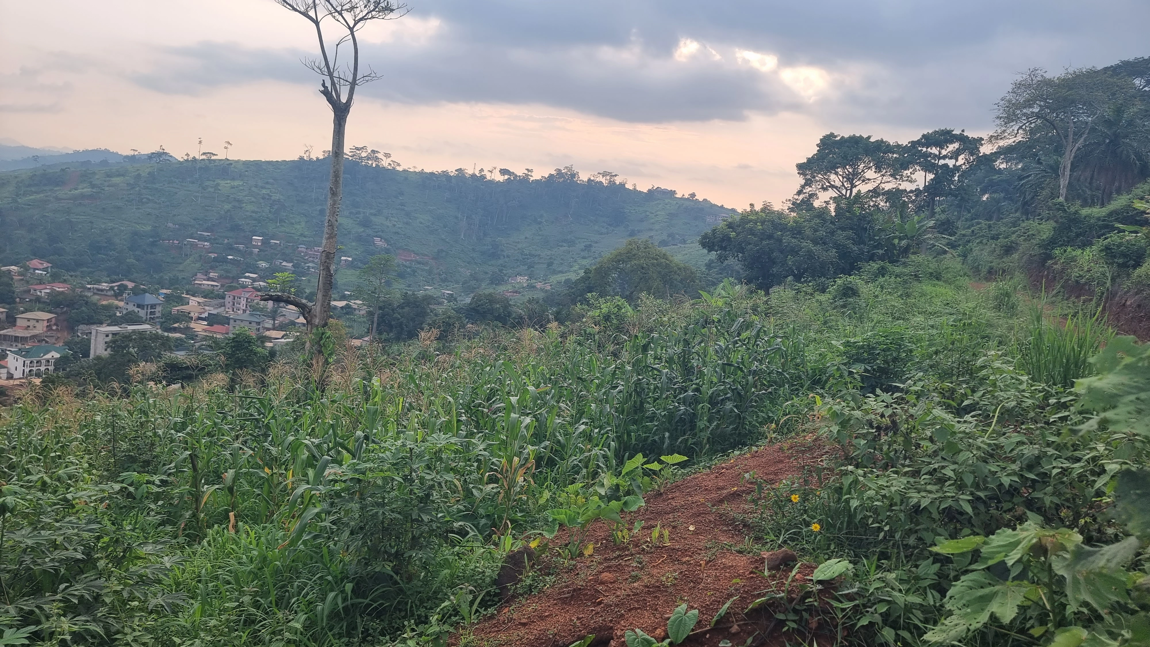 Участок 5000 m² в Яунде, Камерун