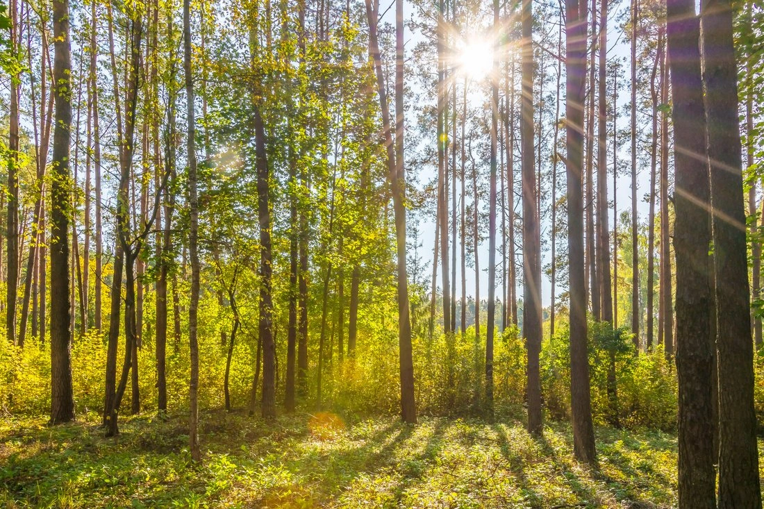 Участок 1257 m2 у реки для строительства виллы в Вильнюсе