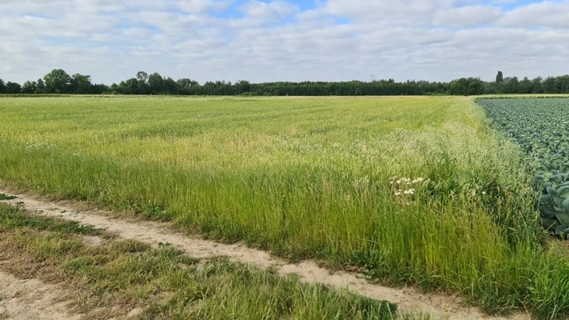 Земельный участок 17,500 m² в Варшаве, Польша