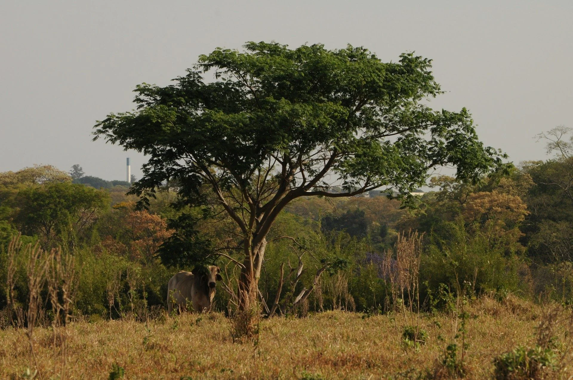 Недвижимость для инвестиций в Мангочи – недвижимость для экспатов | VelesClub Int.