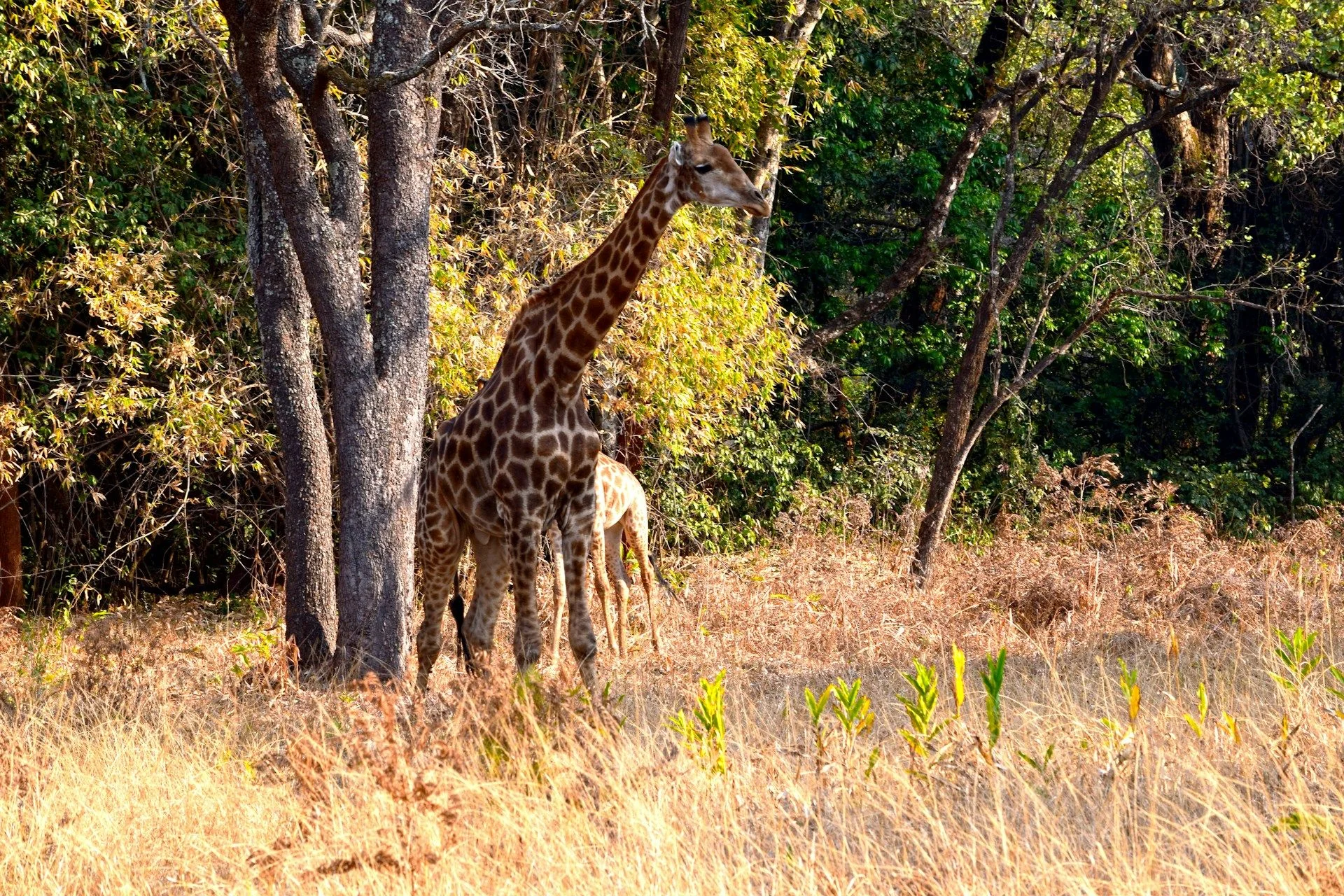 Инвестиции в растущие рынки Ндолы | VelesClub Int.