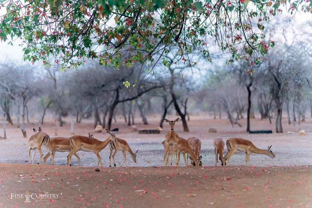 Дом 720 m2 с садом в Хараре, Зимбабве