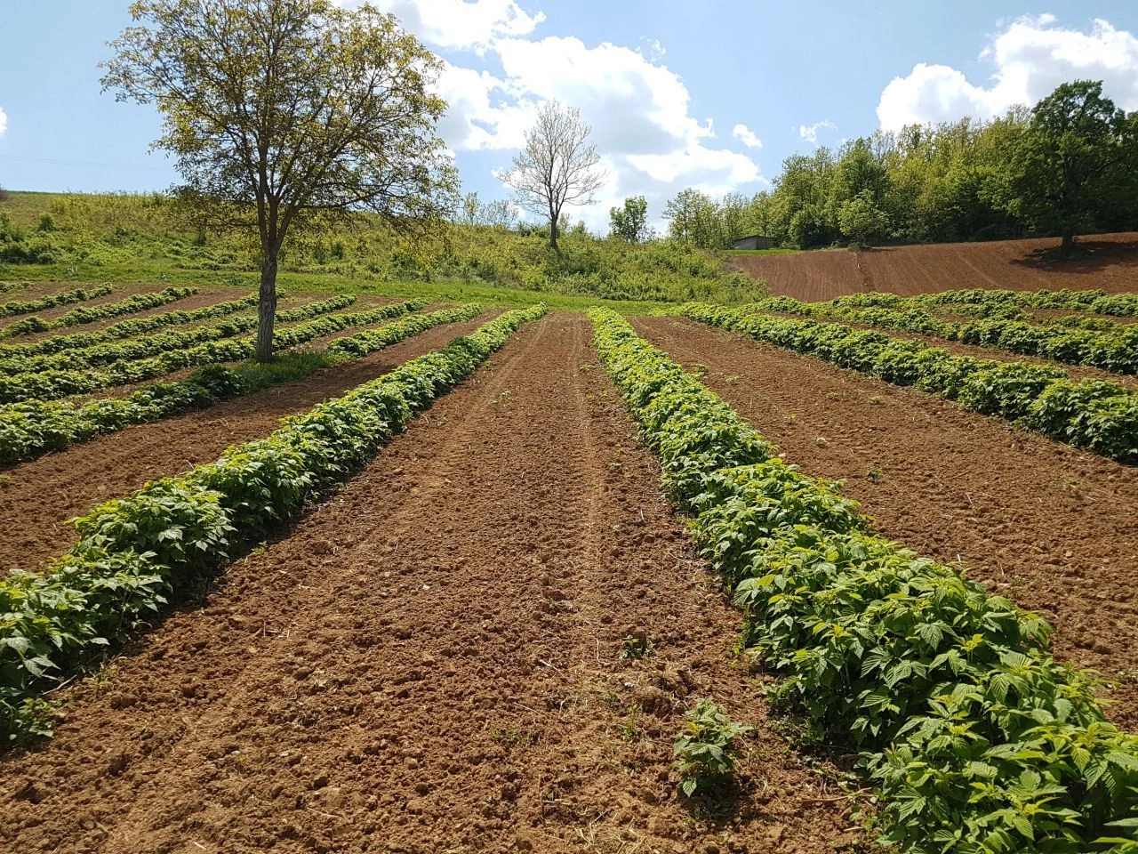 Участок для сельского хозяйства в Медведье, Сербия